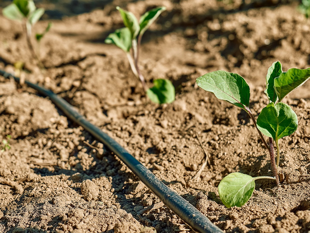 Systeme arrosage automatique goutte à goutte