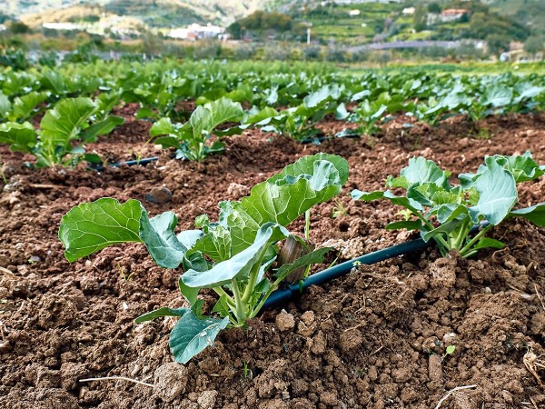 Kit d'irrigation goutte à goutte sans pression par gravité | 500m²