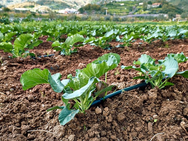 Kit d'irrigation goutte à goutte sans pression par gravité | 500m²