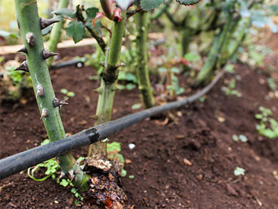 Arrosage en goutte à goutte