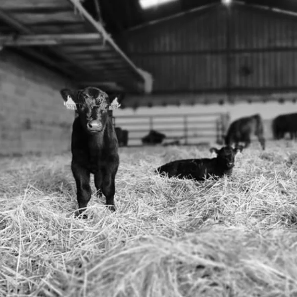 Elevage de vaches Angus Bio