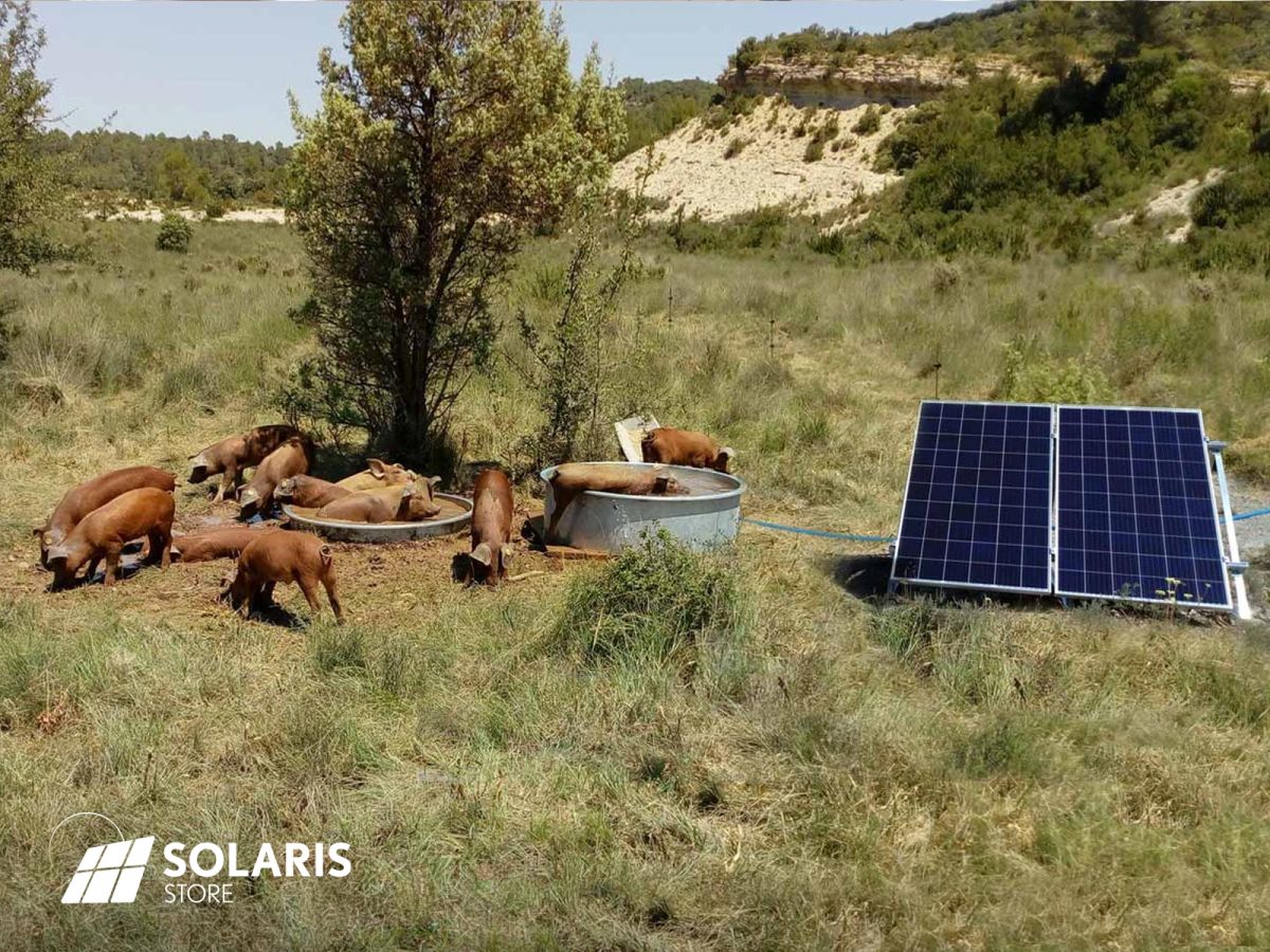 Abreuvoir solaire autonome pour une ferme d’élevage